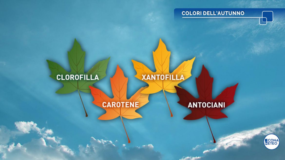 colori autunno foglie