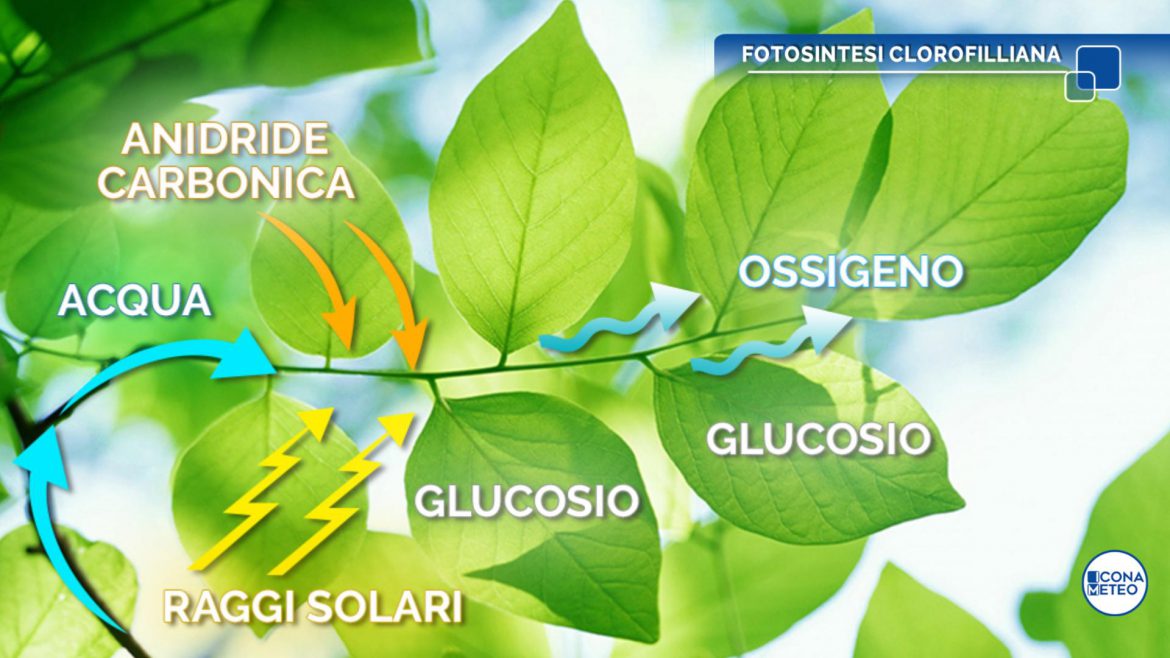 fotosintesi clorofilliana autunno foglie