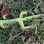 florida iguana