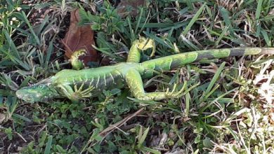 Photo of In Florida piovono iguane – VIDEO