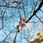 svezia finlandia neve ciliegi in fiore