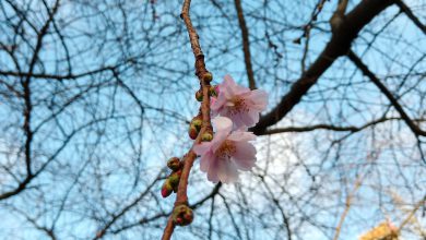 Photo of Inverno assente in Svezia e Finlandia: niente neve e ciliegi già in fiore