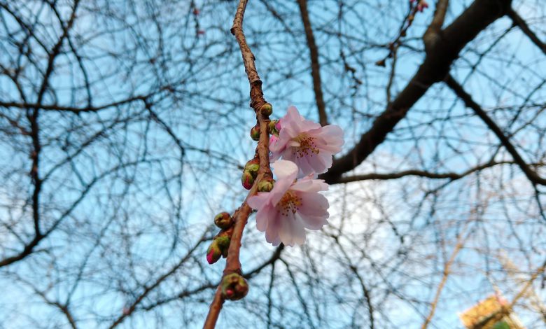 svezia finlandia neve ciliegi in fiore