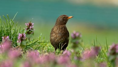 Photo of Giorni della merla: quest’anno verrà rispettata la tradizione?