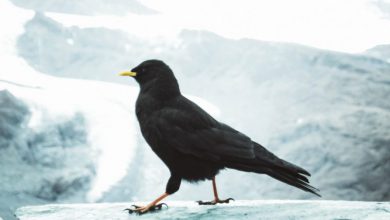 Photo of Giorni della merla in arrivo: saranno davvero i più freddi dell’anno?