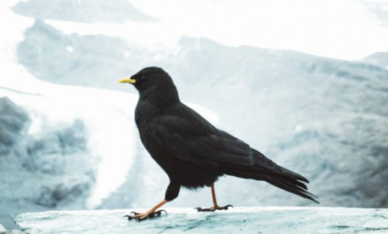 giorni della merla freddo inverno neve