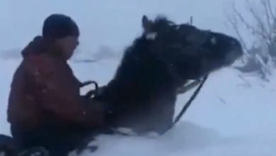 Photo of Kazakistan sommerso dalla neve – VIDEO