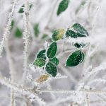 meteo freddo inverno gelo epifania befana