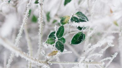 Photo of Gli Stati Uniti si preparano a un’ondata di freddo eccezionale: la situazione