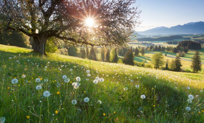 primavera