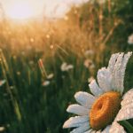 meteo domenica caldo primavera margherita sole fiori