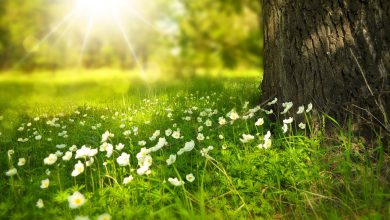Photo of Scoppia la PRIMAVERA, le TEMPERATURE tornano a salire: le previsioni