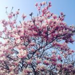 primavera
