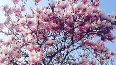 Photo of Da lunedì nuovo PEGGIORAMENTO, poi scoppia la PRIMAVERA