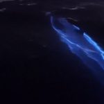 bioluminescenza