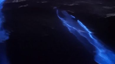Photo of Bioluminescenza, il mare si illumina al passaggio dei DELFINI [VIDEO]