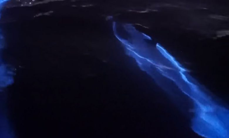 bioluminescenza