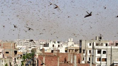 Photo of Invasione di LOCUSTE in India: arrivate a Jaipur, scatta l’allerta a Delhi