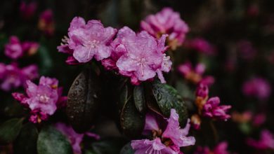 Photo of Meteo Pasqua e Pasquetta: qualche pioggia, sole e clima mite