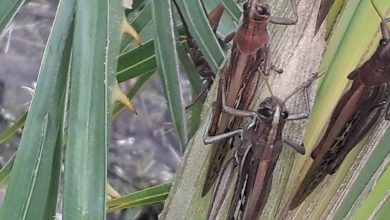 Photo of La piaga delle LOCUSTE ora affligge anche l’ARGENTINA