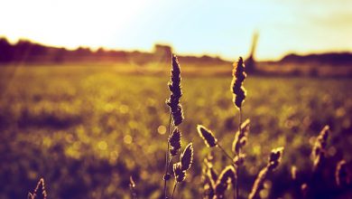 Photo of Meteo Italia, 28 giugno rovente con picchi verso i 38-40 gradi