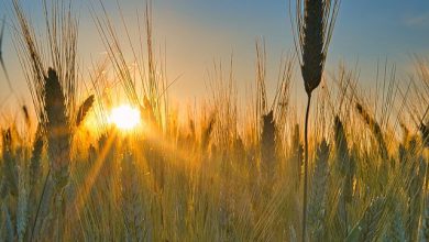 Photo of Tornano caldo intenso e afa, come affrontarli: categorie a rischio e consigli
