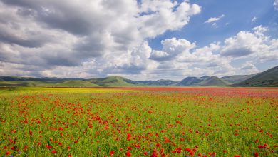 Photo of FIORITURA di Castelluccio di Norcia: le foto sono mozzafiato [GALLERY]