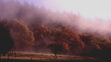 Photo of Aumenta il FREDDO, sull’Italia ARIA ARTICA. Ecco cosa ci aspetta