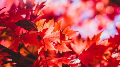 Photo of L’autunno meteo inizia lunedì 1 settembre: quali differenze con le stagioni astronomiche?
