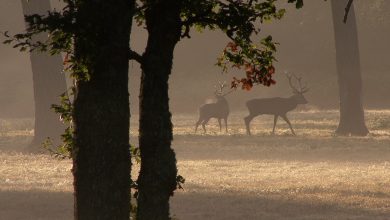 Photo of Risveglio SOTTO ZERO, prime gelate sull’EUROPA centrale