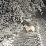 maltempo calabria neve sila