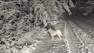 Photo of Maltempo in CALABRIA, arriva anche la NEVE sulla Sila [FOTO e VIDEO]