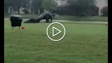 Photo of Florida, ALLIGATORE GIGANTE passeggia per i campi da golf durante la tempesta Eta [VIDEO]