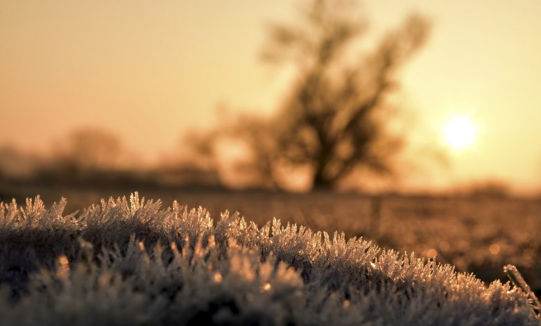 freddo temperature