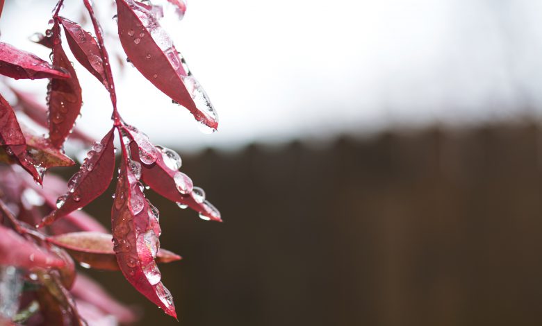 meteo pioggia autunno