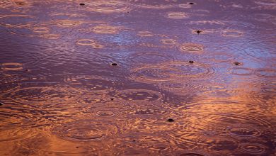 Photo of Bulgaria, piogge torrenziali e inondazioni: danni e evacuazioni nel nord-ovest