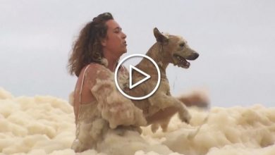 Photo of Australia, spiagge intere sommerse dalla schiuma [VIDEO]