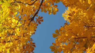 Photo of Circolazione atmosferica sull’Italia: analisi dell’autunno 2020