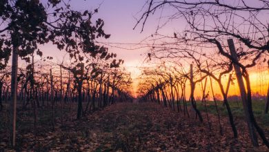 Photo of ANTIVIGILIA eccezionalmente tiepida: l’alba è stata MOLTO PIÙ CALDA del normale. Ecco i dati