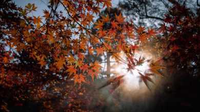 Photo of Clima, novembre 2020 è stato il più caldo mai registrato