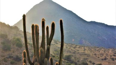 Photo of Cile, record STORICI di pioggia a SANTIAGO dopo 160 giorni di SICCITÀ