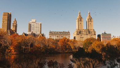 Photo of GUFO DELLE NEVI a Central Park: non succedeva dall’OTTOCENTO! [FOTO e VIDEO]