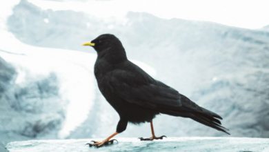 Photo of GIORNI DELLA MERLA, i più freddi dell’anno? La LEGGENDA e i DATI scientifici