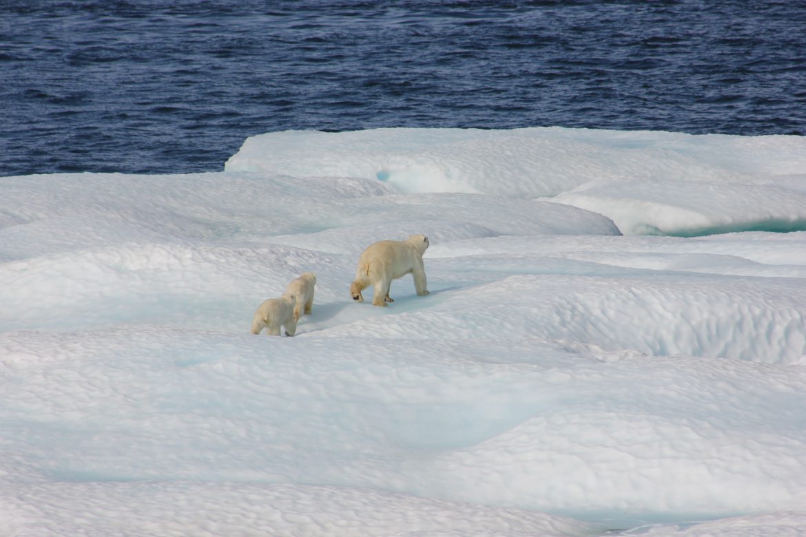 riscaldamento globale ghiacci artico