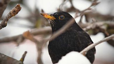 Photo of I GIORNI DELLA MERLA saranno davvero i più FREDDI dell’anno? Le previsioni