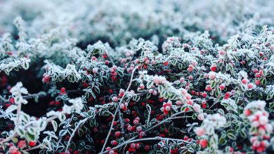 Photo of GELATE INTENSE al Nord e al Centro, nelle prossime ore coinvolto anche il Sud: ecco i DATI