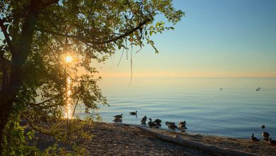 Photo of CAMBIA TUTTO: dal gelo artico alla PRIMAVERA! Ecco quando tornerà il caldo