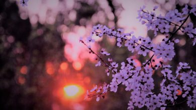 Photo of CALDO ANOMALO anche all’inizio di MARZO: ecco quanto durerà questa situazione