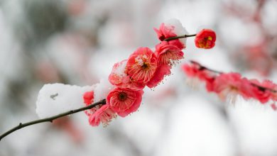 Photo of Un clima da PRIMAVERA ANTICIPATA nell’ultima settimana di febbraio
