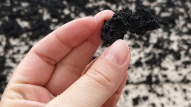 Photo of ETNA, la cenere SOFFOCA fiori e piante. Coldiretti: «Danni anche alle colture»